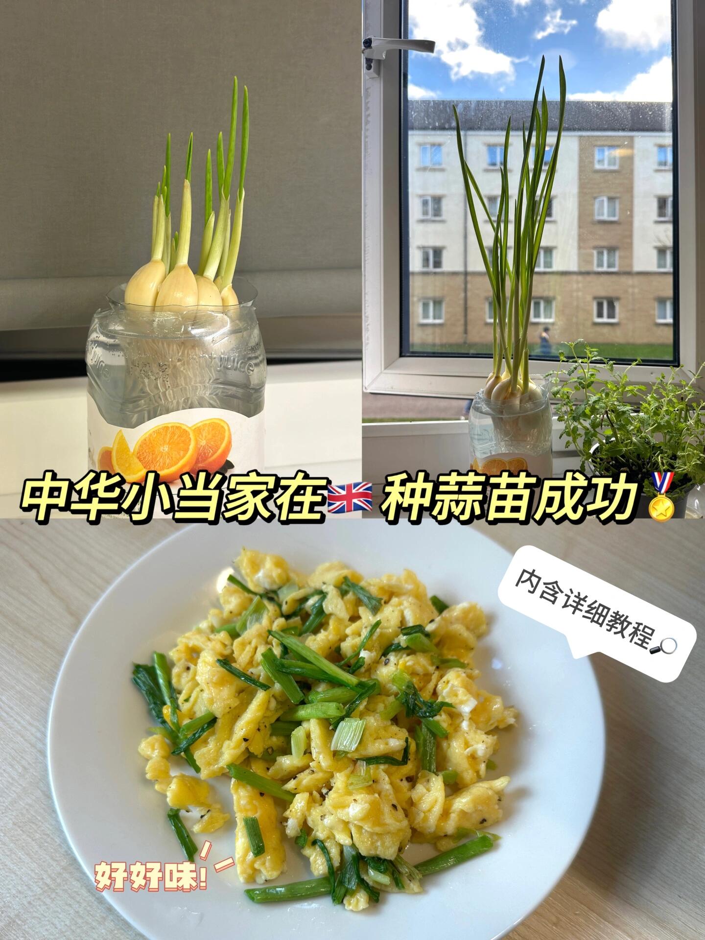 水培蒜苗，居家种植新宠！