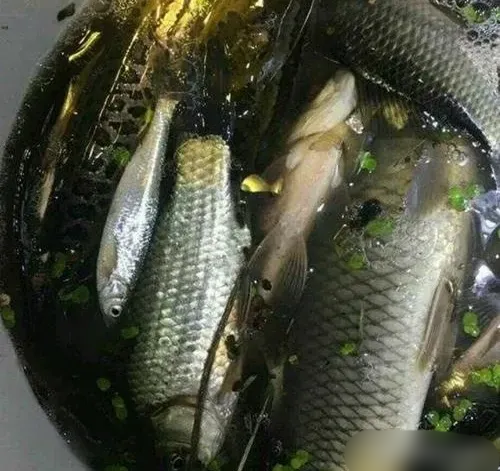 反转了！四川宜宾，男子在自家鱼塘用电鱼器捕了几条鱼，并拍视频发到网上，没想到被网