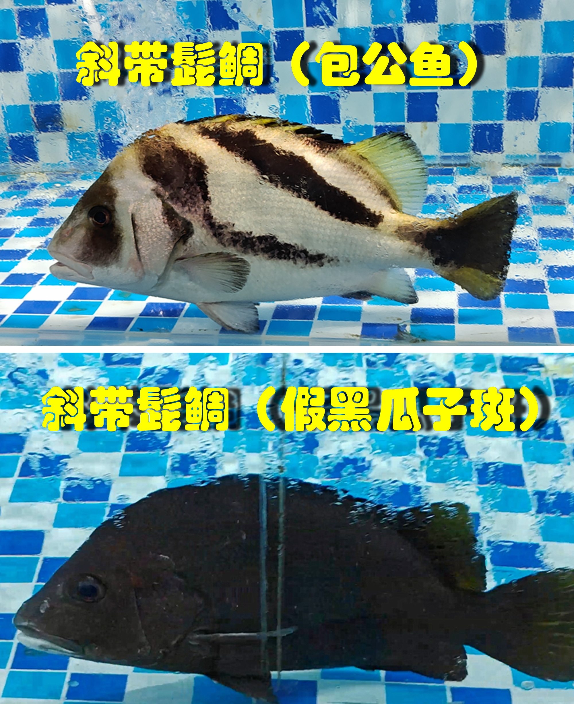 你相信这是同一种鱼？上下其实都是斜带髭鲷。今天市场有两种体色的斜带髭鲷，俗名包公