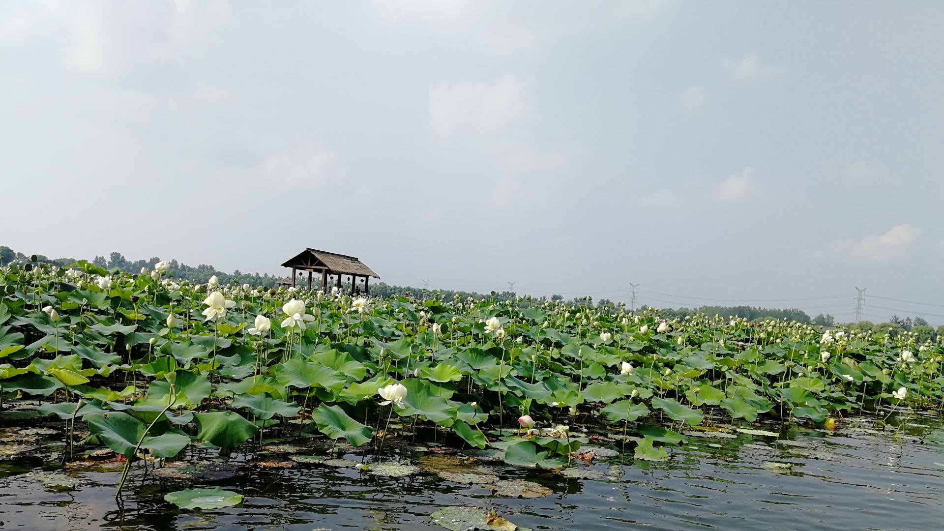 智慧选择未来：提高高考填报志愿准确性的策略指南