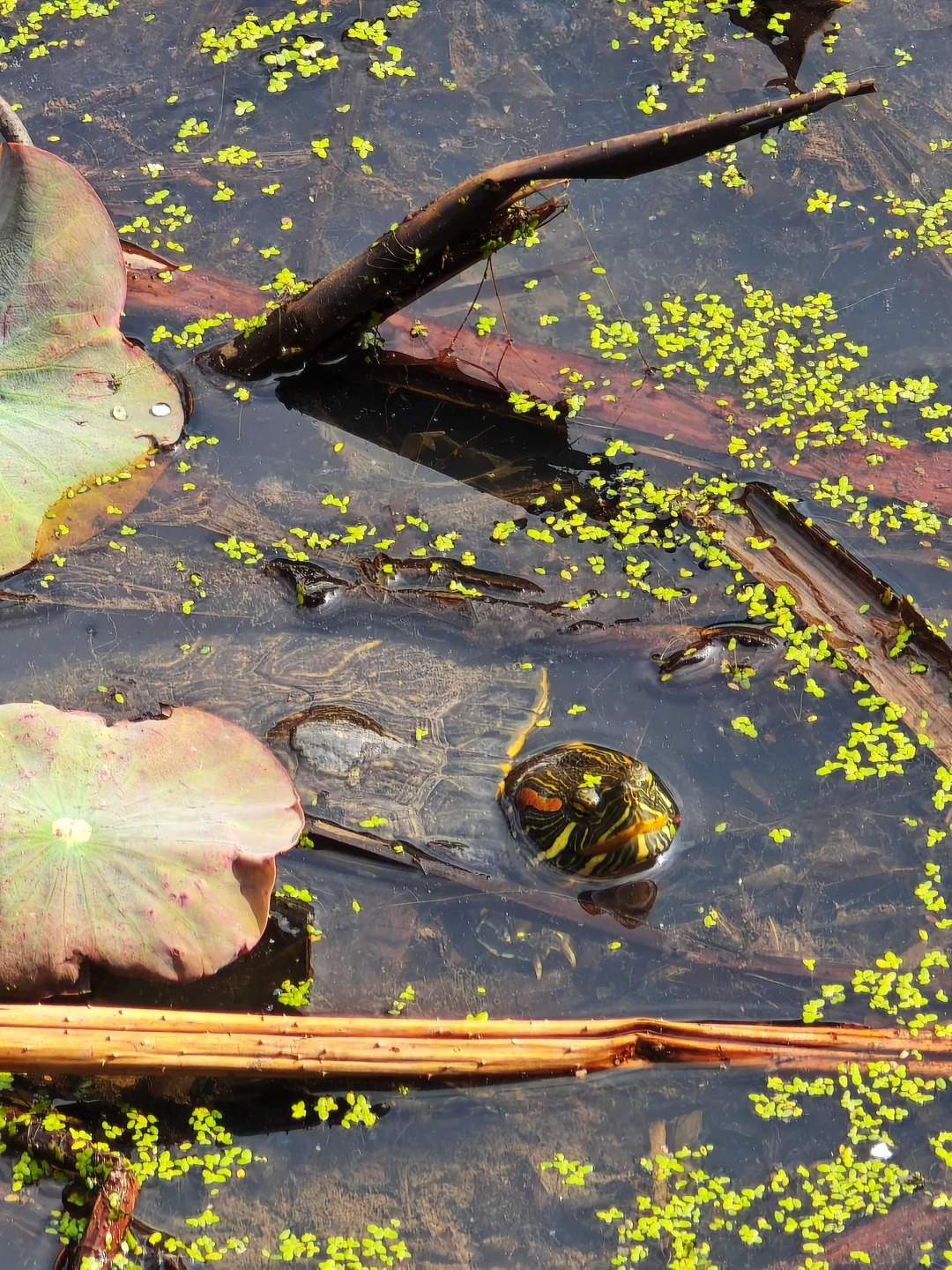 都说苹果色彩好看，明明小米各方面赢麻了！
📱iPhone14Promax
📱