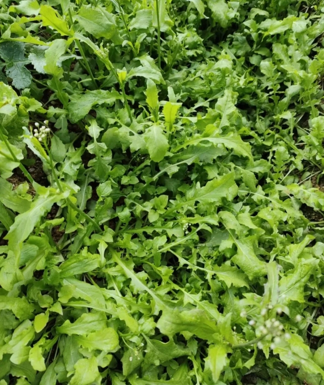大家帮忙看看
我这是捅了荠菜窝吗？
昨天回老家，路过人家的菜地，看见块菜地中间有