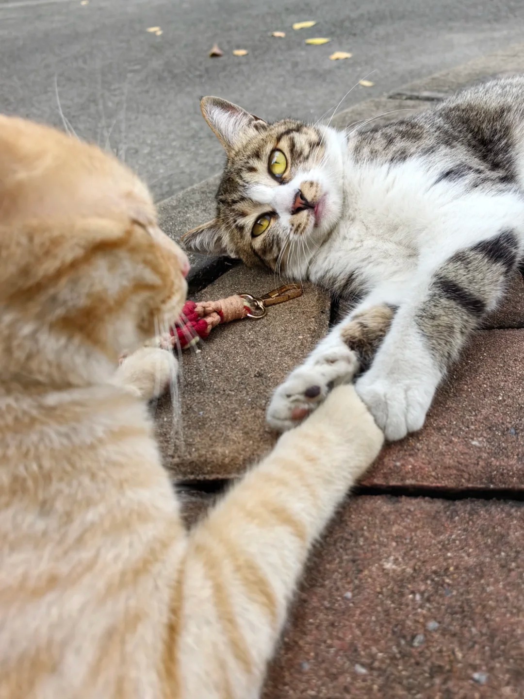 猫啊啊啊啊啊啊啊啊
双鸭山明星小猫！