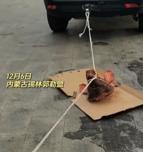 在内蒙古锡林郭勒盟，小伙子买了一个猪头，从中间劈开但是却被冻住了，怎么弄都分不开