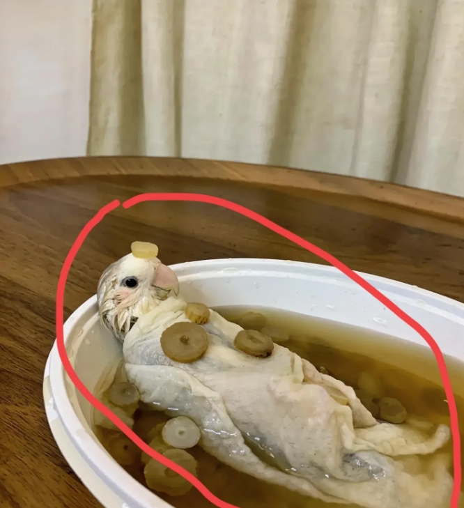 大家快来看这离谱一幕！一只鹦鹉模样的玩偶竟“躺”在碗里，周围还漂着类似食材的东西