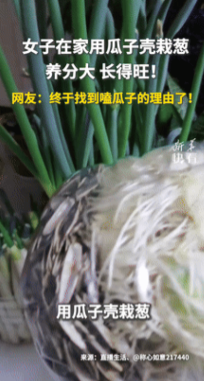 “太有才了！”东北大姨嫌超市的大葱太贵，干脆决定自己在家栽葱，最恐怖的是，大姨想