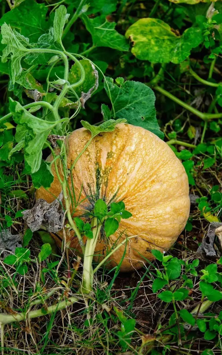 大家发现没？
城里的学校，
有许多已经取消了课后服务。
我认为挺好的。
它，
不