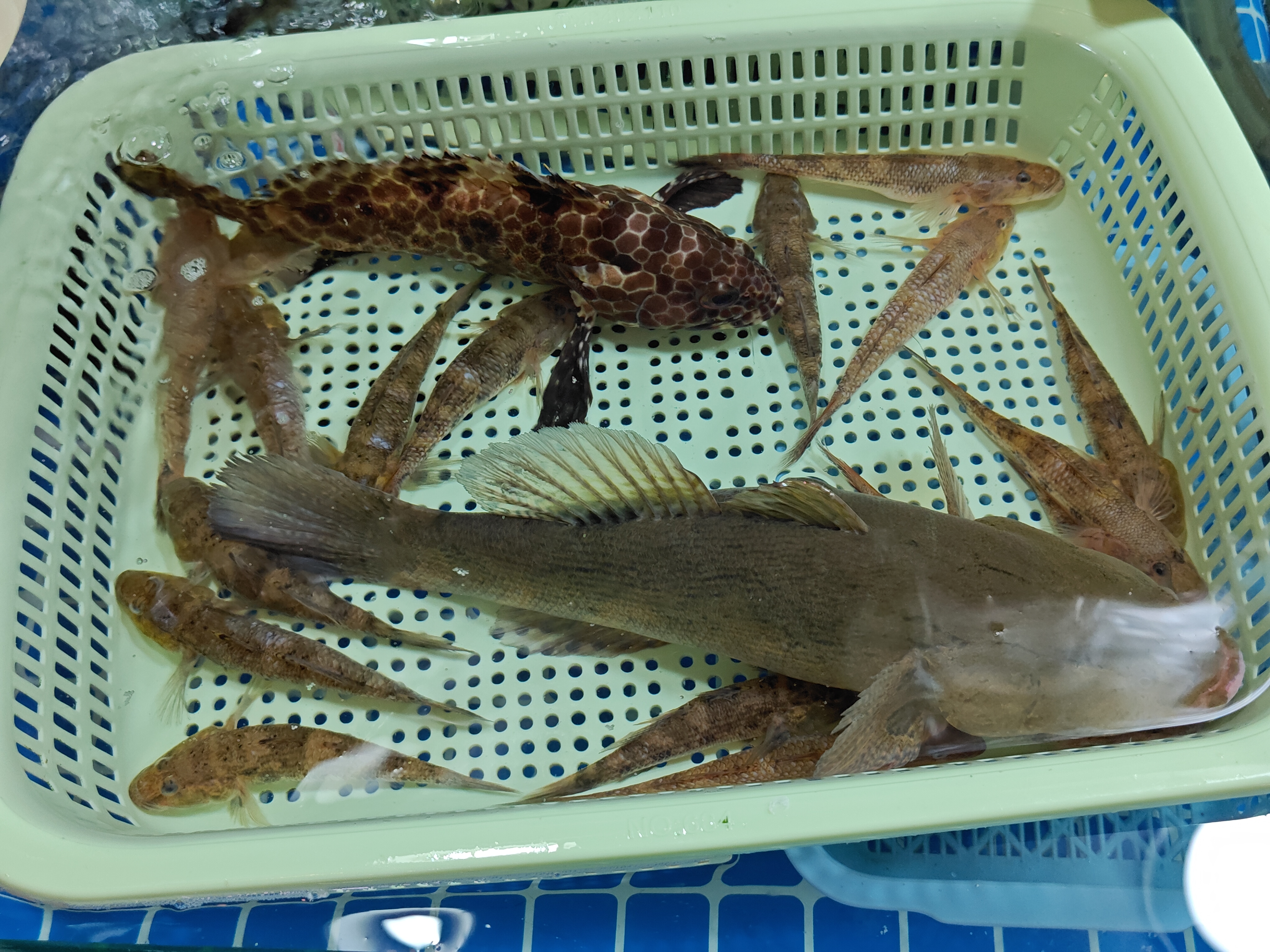 玳瑁石斑鱼、泰国笋壳（云斑尖塘鳢）、广州笋壳（舌虾虎）。这条大笋壳鱼身上没有斑块