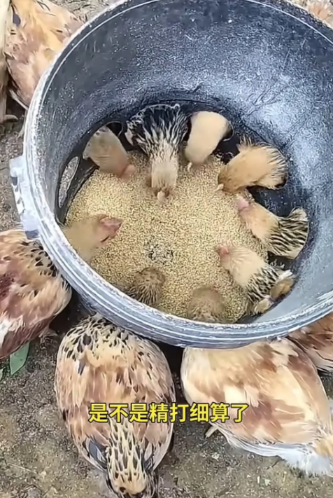 真是人才啊，我家养鸡的时候咋没想到这个方法呢！
高手在民间，不服不行啊！