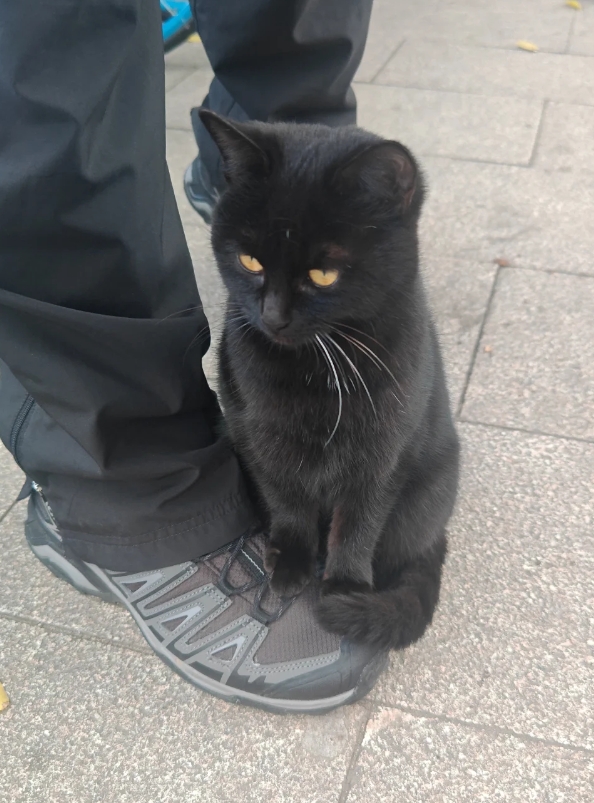 被小猫咪碰瓷了