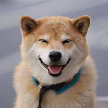 #你愿意把5年寿命给自家狗狗吗# 有网友说：狗狗就像我的家人一样，它陪着我度过了