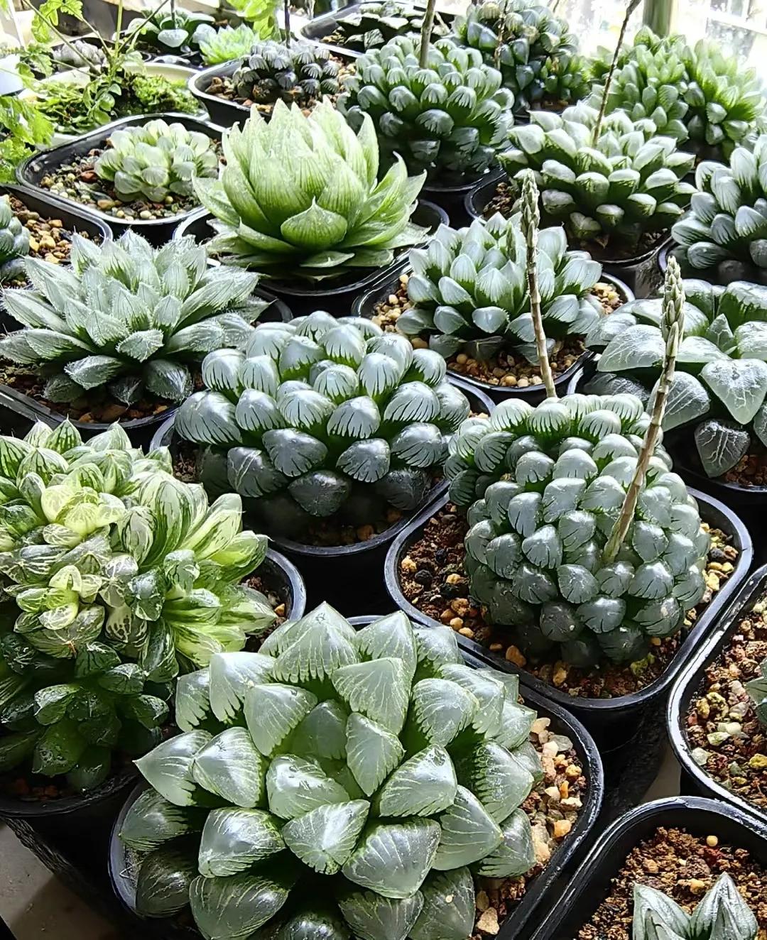 懒人花卉，多肉植物