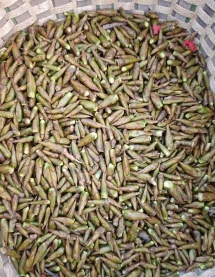 昨天小姨子送来这个，放下便离开了。我向邻居询问这是啥，她摇头说不知道。谁能来告诉