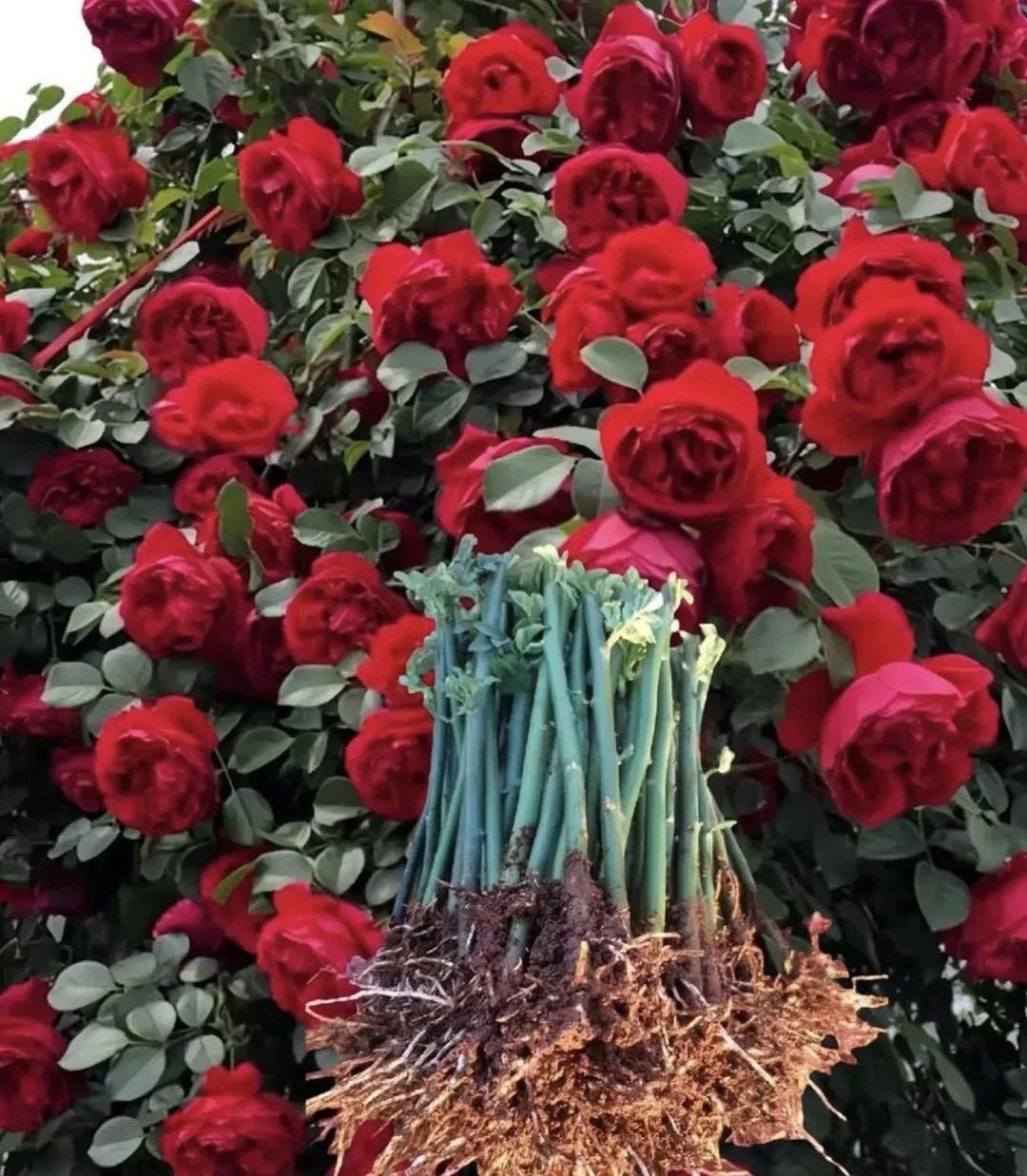 远嫁悲剧，春节回家遇阻，老公一毛不拔