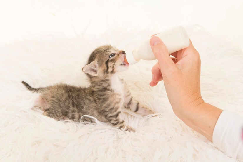 刚出生的小猫如果因为母猫无法喂养或其他原因需要人工喂养，作为饲养者需要掌握科学的
