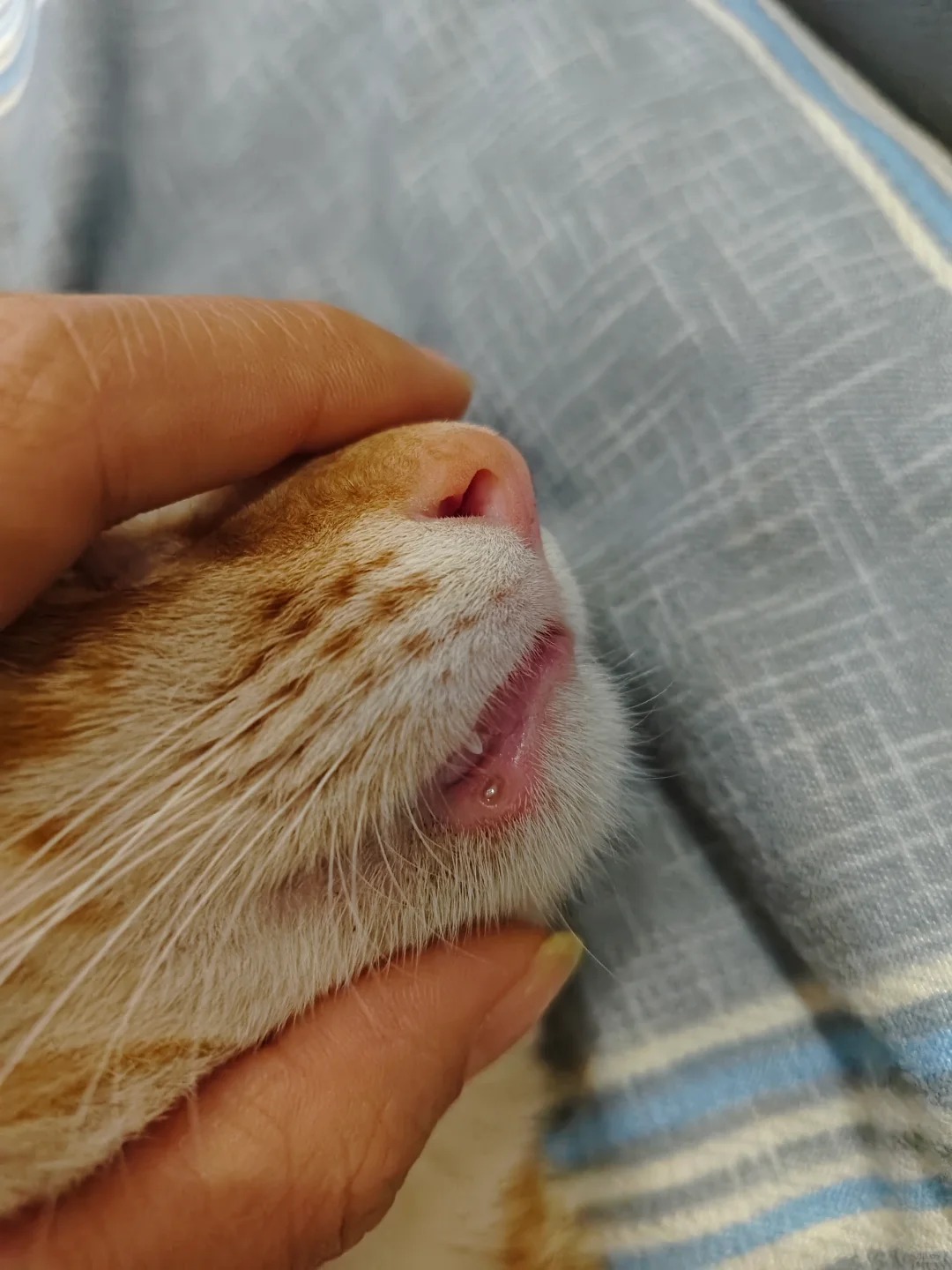 猫咪牙太长扎嘴巴怎么办？