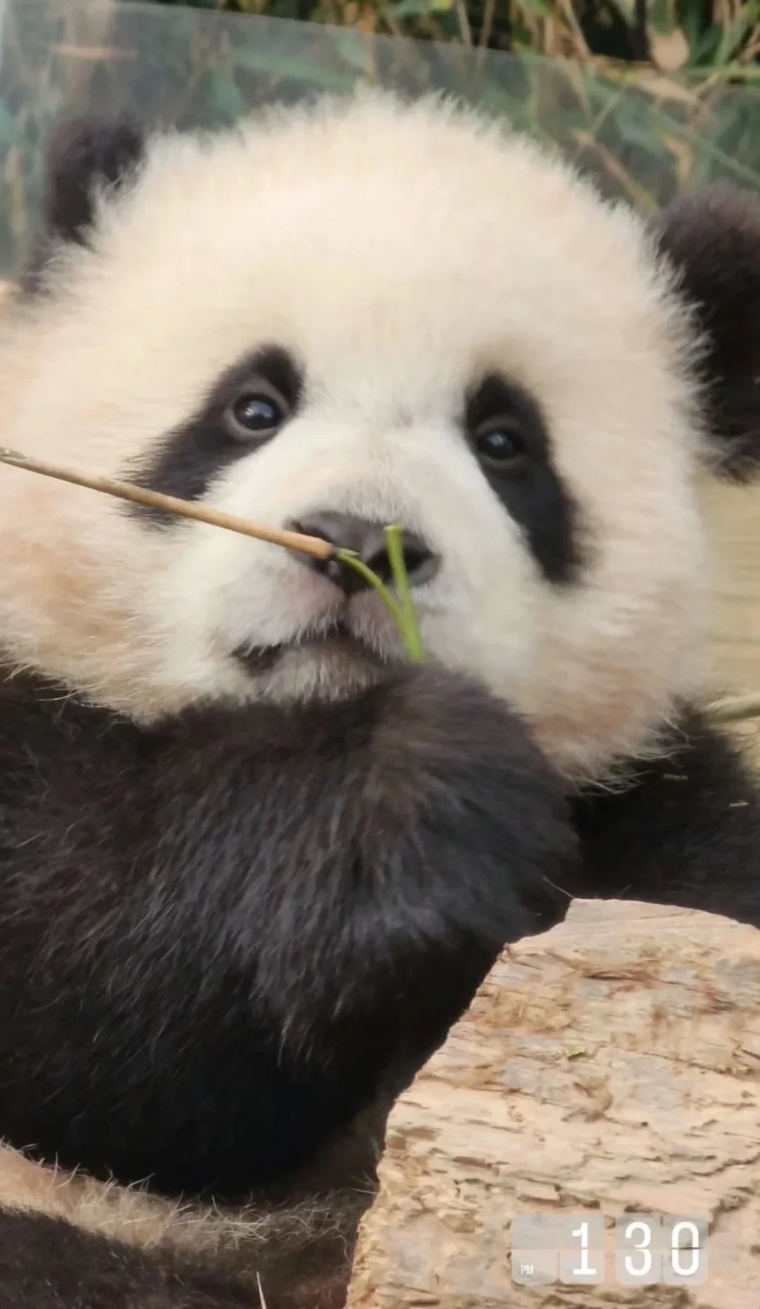 Wuli辉辉实在是太可爱了
ee怎么就那么喜欢你呀 