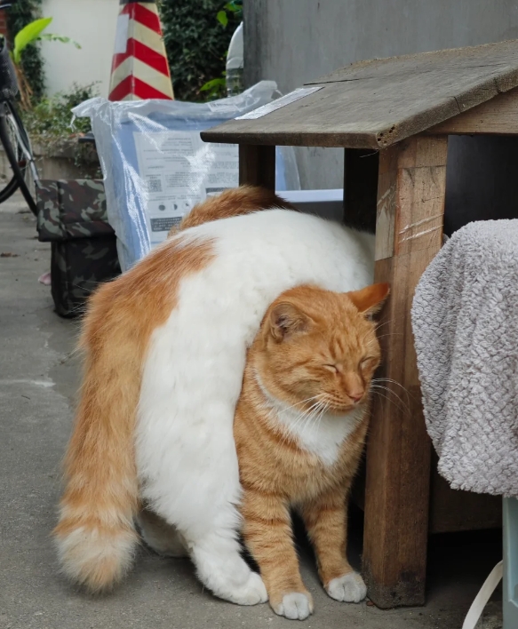 猫咪吃饭的奇葩方式