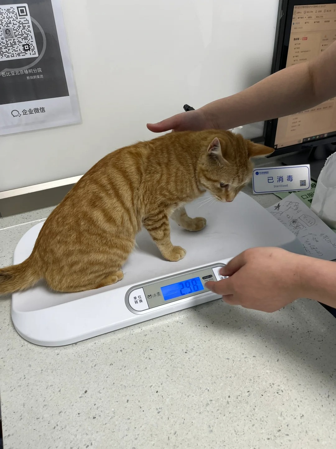 捡了只小橘
公园散步捡了只小猫咪
跟着走 让人抱
赶紧带着去宠物医院做了体检
8