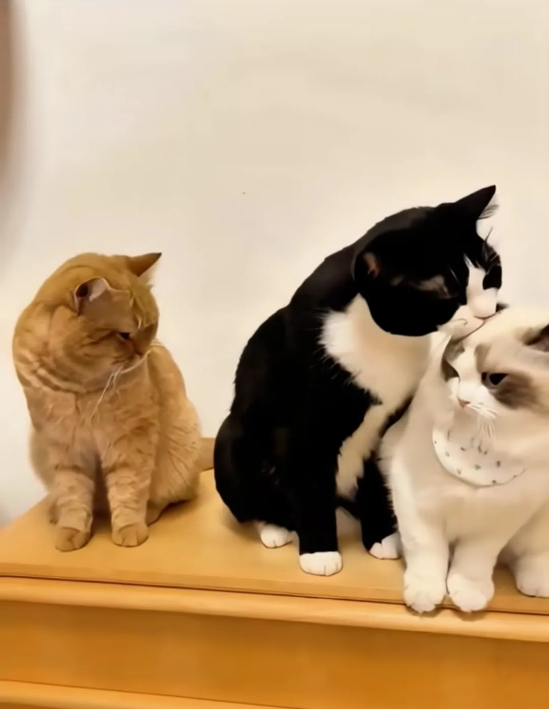 小咪的内心我猜是崩溃的