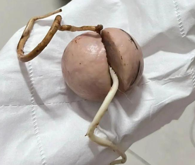 从儿子房里翻出来的，这是什么东西？