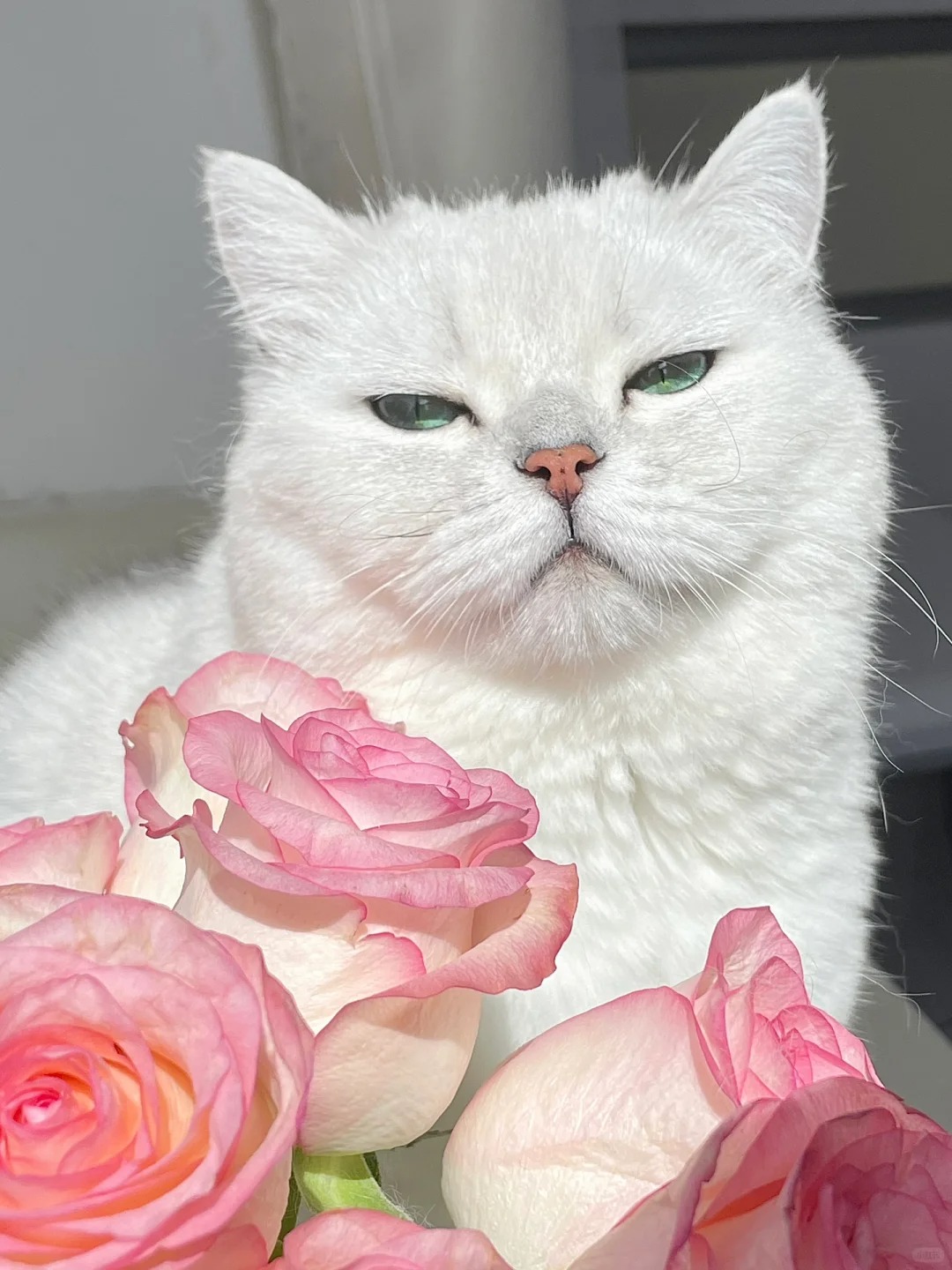 520猫猫送你花花～