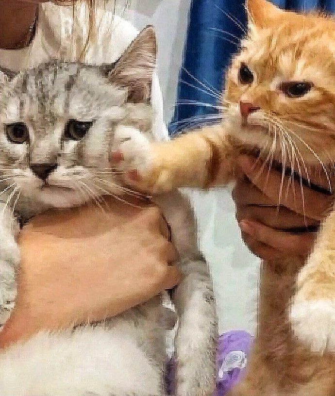 霸道猫猫和委屈猫猫