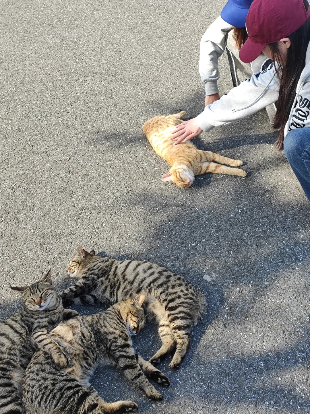 学校里的猫