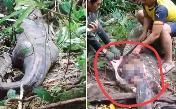 6月8号，印尼发生了蟒蛇吞人事件，其中3点万万没想到！

第一，6米长的蟒蛇饿急