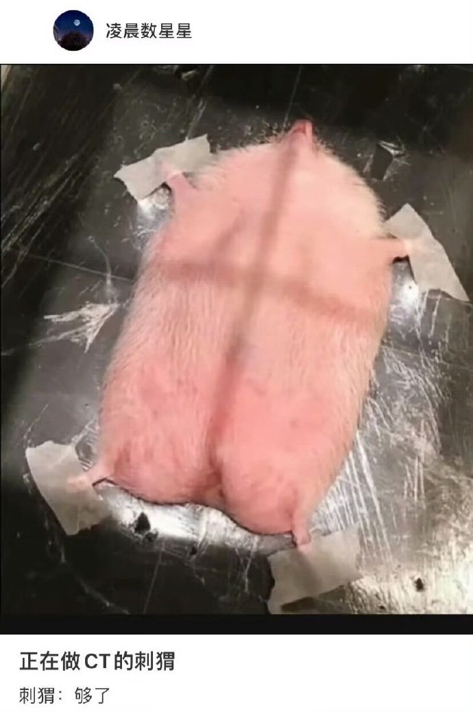 千奇百怪的宠物CT片子