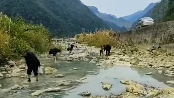 湖南邵阳水电站关闸，下游河道全是极品鱼，不一会捡了好几盆，网友：能卖一千块！