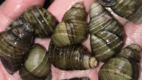 河螺和田螺的区别