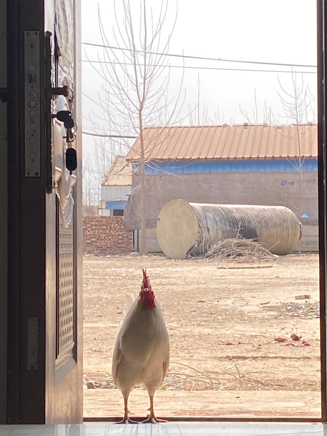 我弟弟的大白公鸡
它是我弟弟在超市买东西送的，那时候它小小一个，黄黄的，养在阳台
