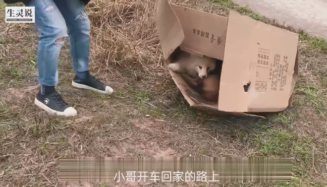 小哥开车回家的路上，看见路边一只纸箱，打开一看，在纸箱里面赫然躺着一条萨摩耶和金