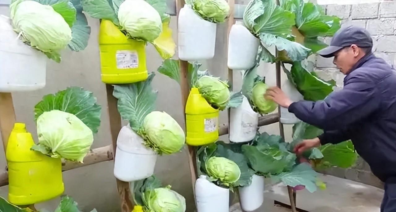 农村大叔的塑料桶包菜种植法