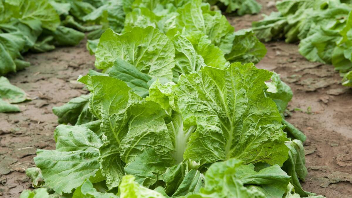 小白菜种植秘籍，学会4个重要技术，让你的青菜多到吃不完！