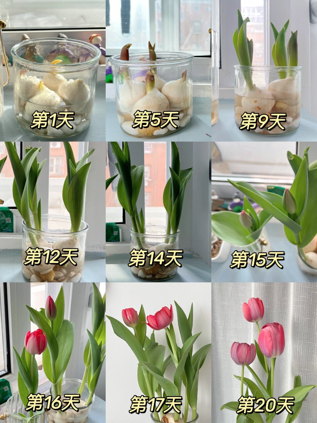 🌷水培郁金香，亲手种下的浪漫春天🌷

🌱 作为园艺师，我想说，没有什么比亲