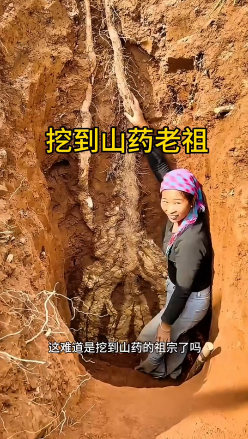 挖到山药老祖。
朋友们注意看，
1. 这位女士在山区发现了一颗野生山药，她一直在