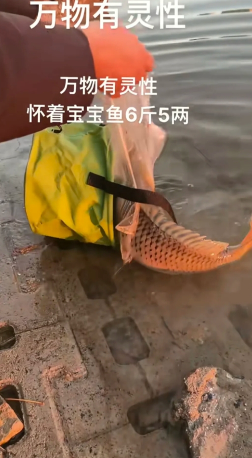 九年前我老公在江水退朝时，深泥里捡了一条五六斤的鱼因为身上全是泥，在家养了三天，