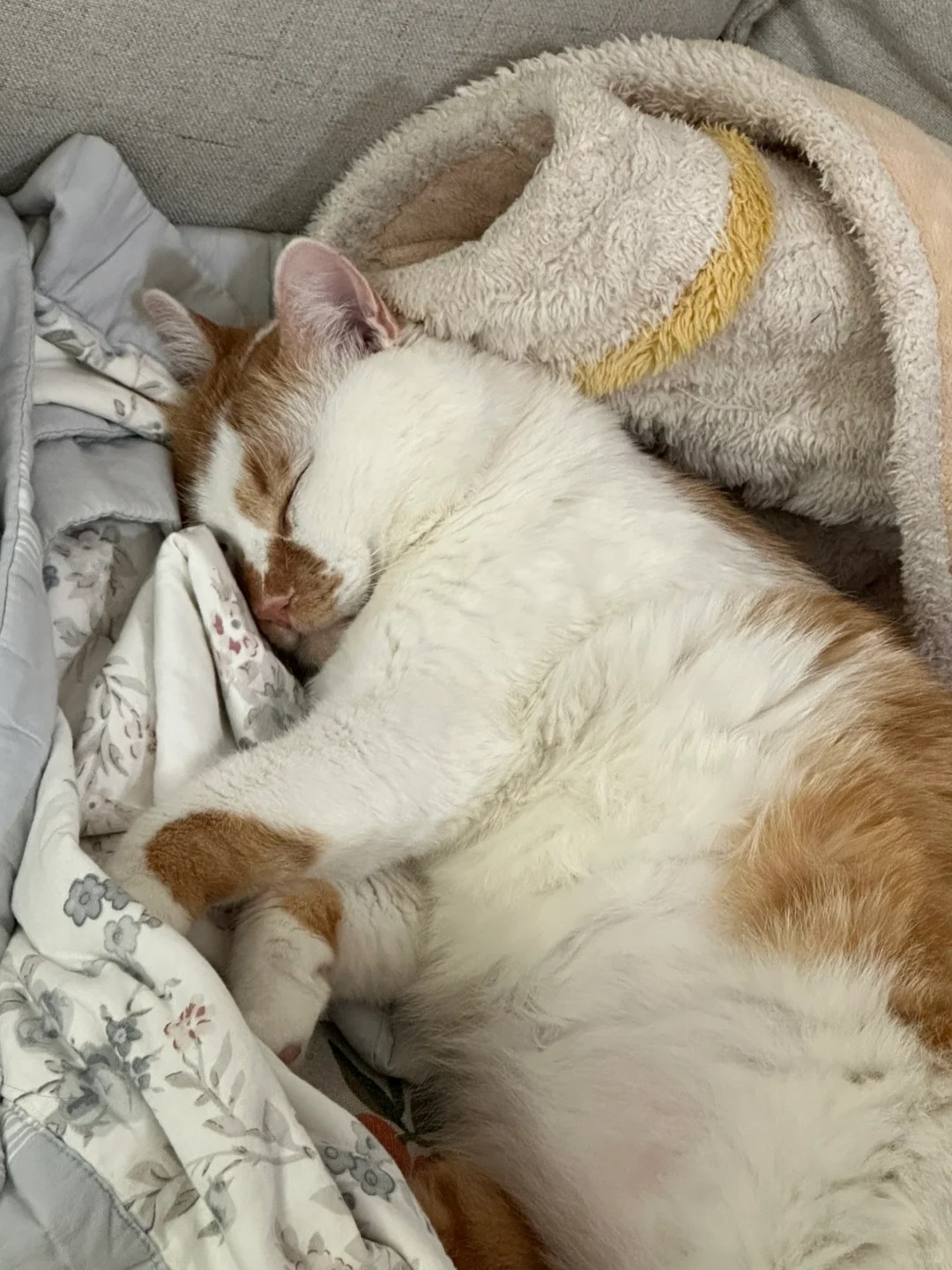 小猫睡觉一百式