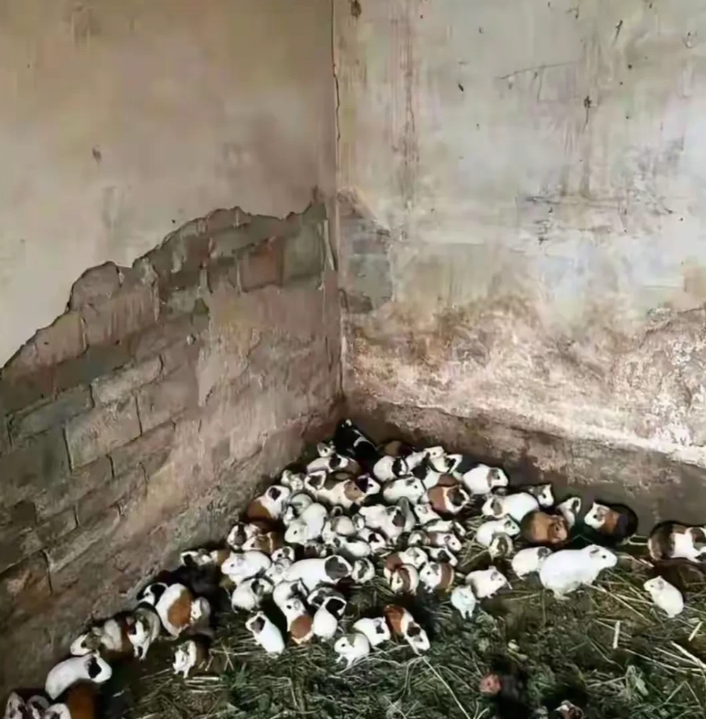 云南，有一位老人为了哄两个小孙子开心，在镇上买了两对小动物回家饲养，两个孙子非常