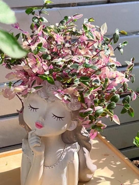 山东姑娘的“婚礼吊兰锦娃娃”