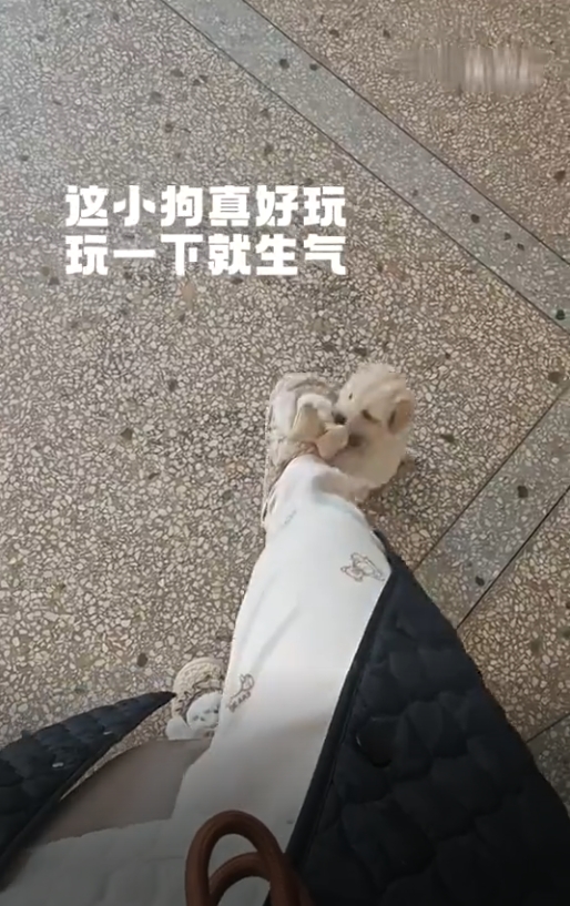 小奶狗：等下你别求着我跟你玩