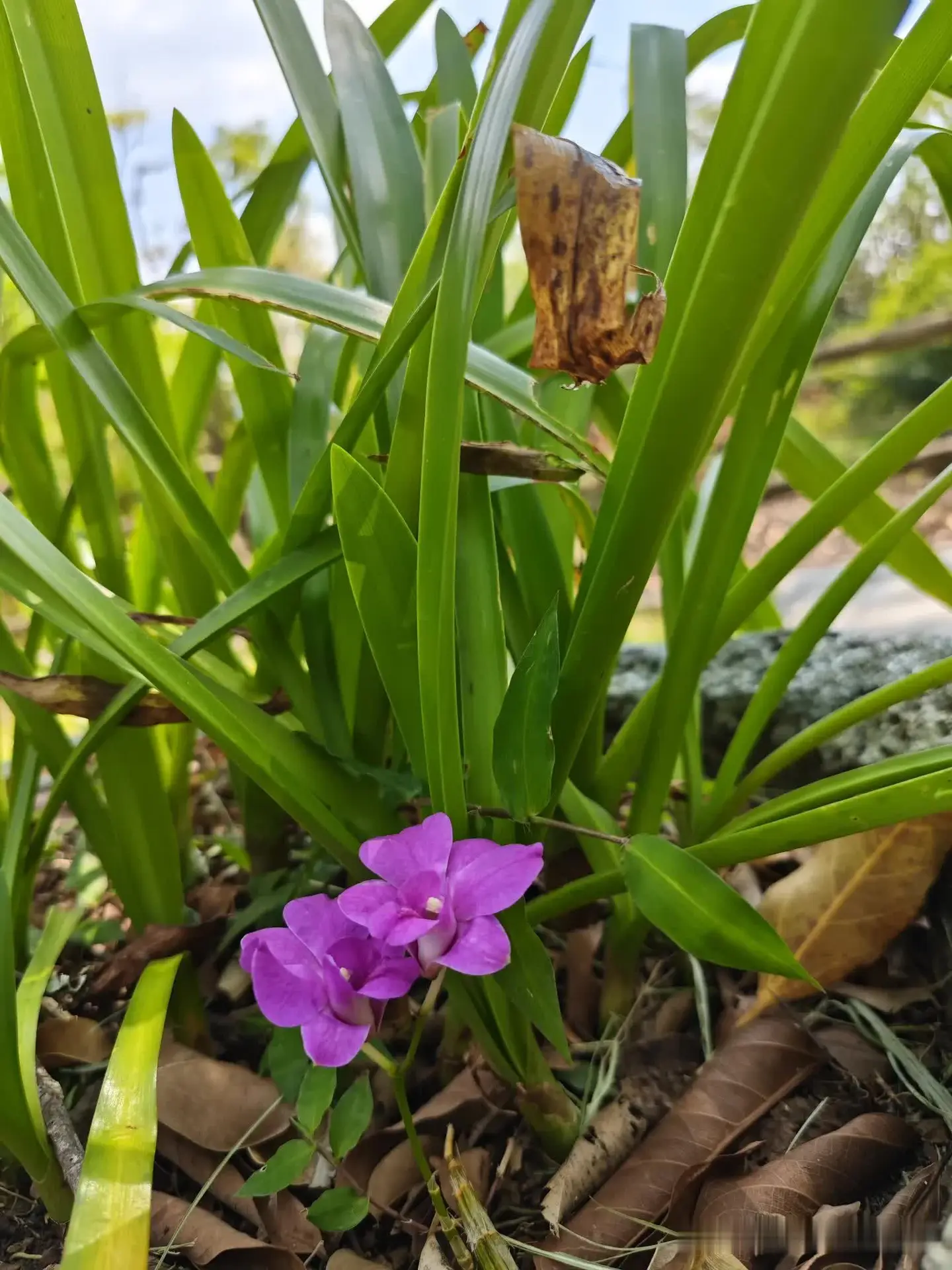 嫂子要生了，去住院，家里老大发高烧，我哥只能在家照顾老大。老爸摔到手骨折了，在家