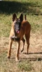 中国救援云南搜救犬机动专业支队为了给39头淘汰犬（1头拉布拉多犬、1头德国牧羊犬