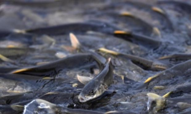 青海湖的湟鱼数量激增，使人们开始重新审视这片湖泊的生态管理。湟鱼数量的增长看似令