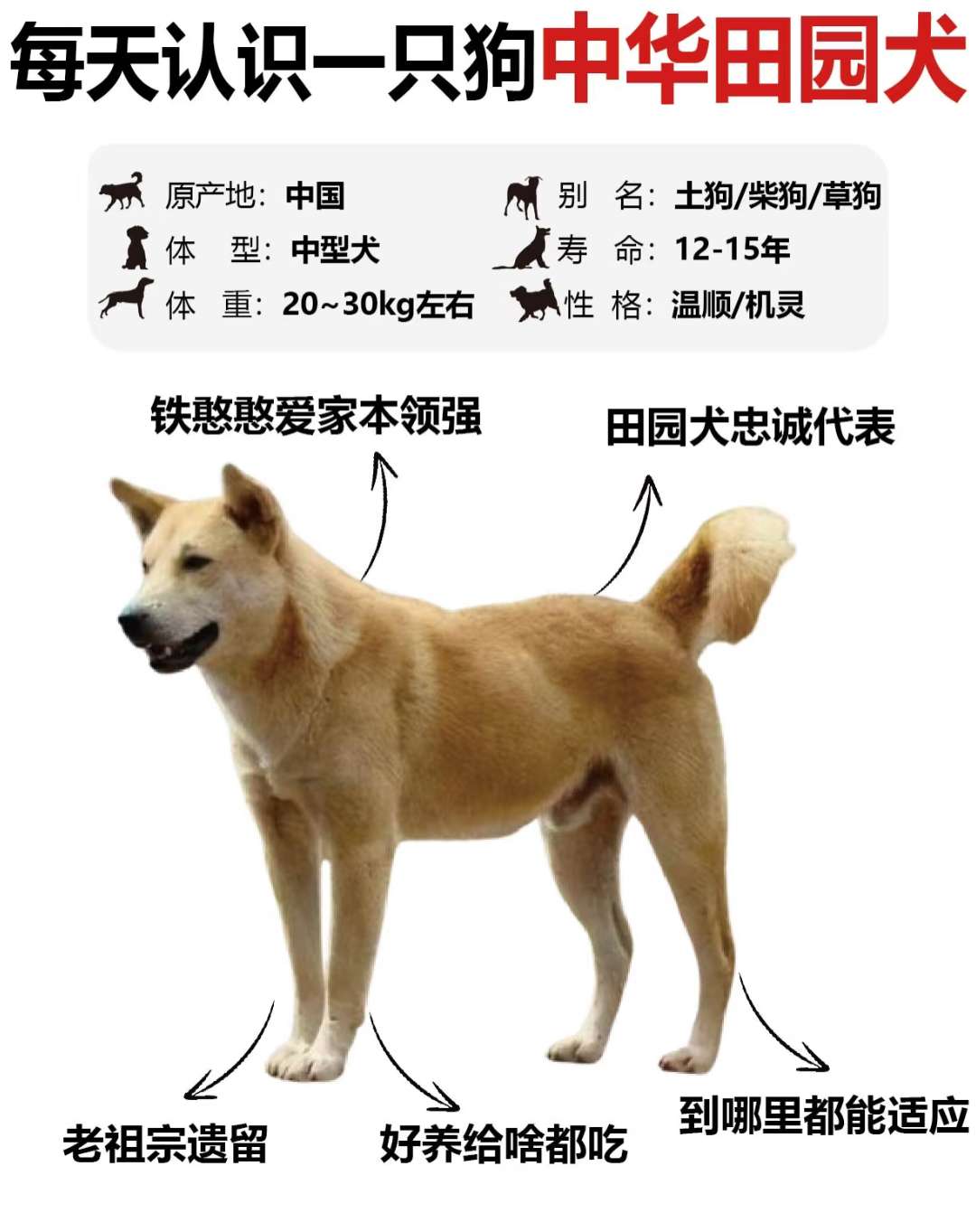 铁憨憨爱家本领强