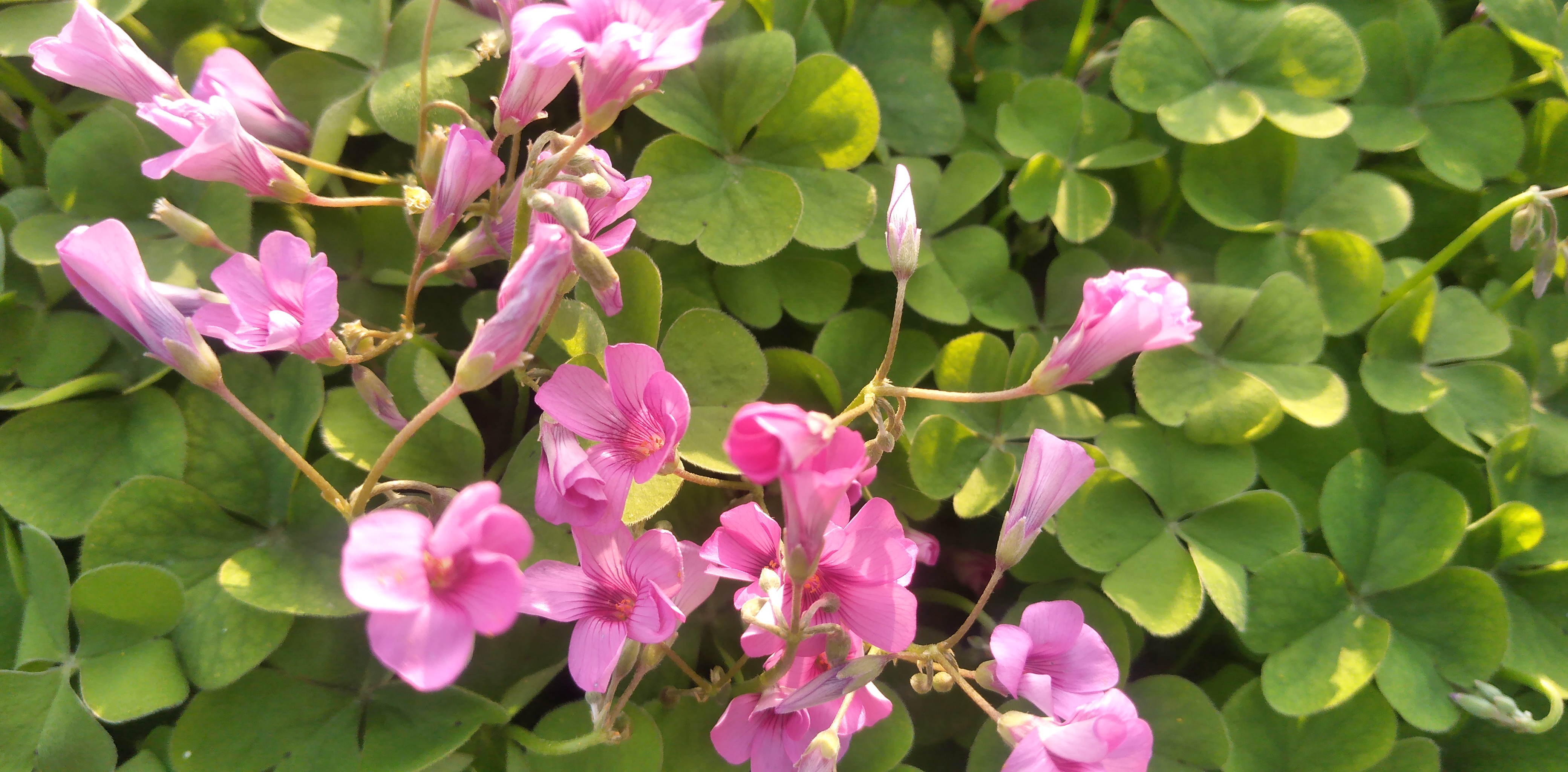 郑州冬日绿化带里的花海