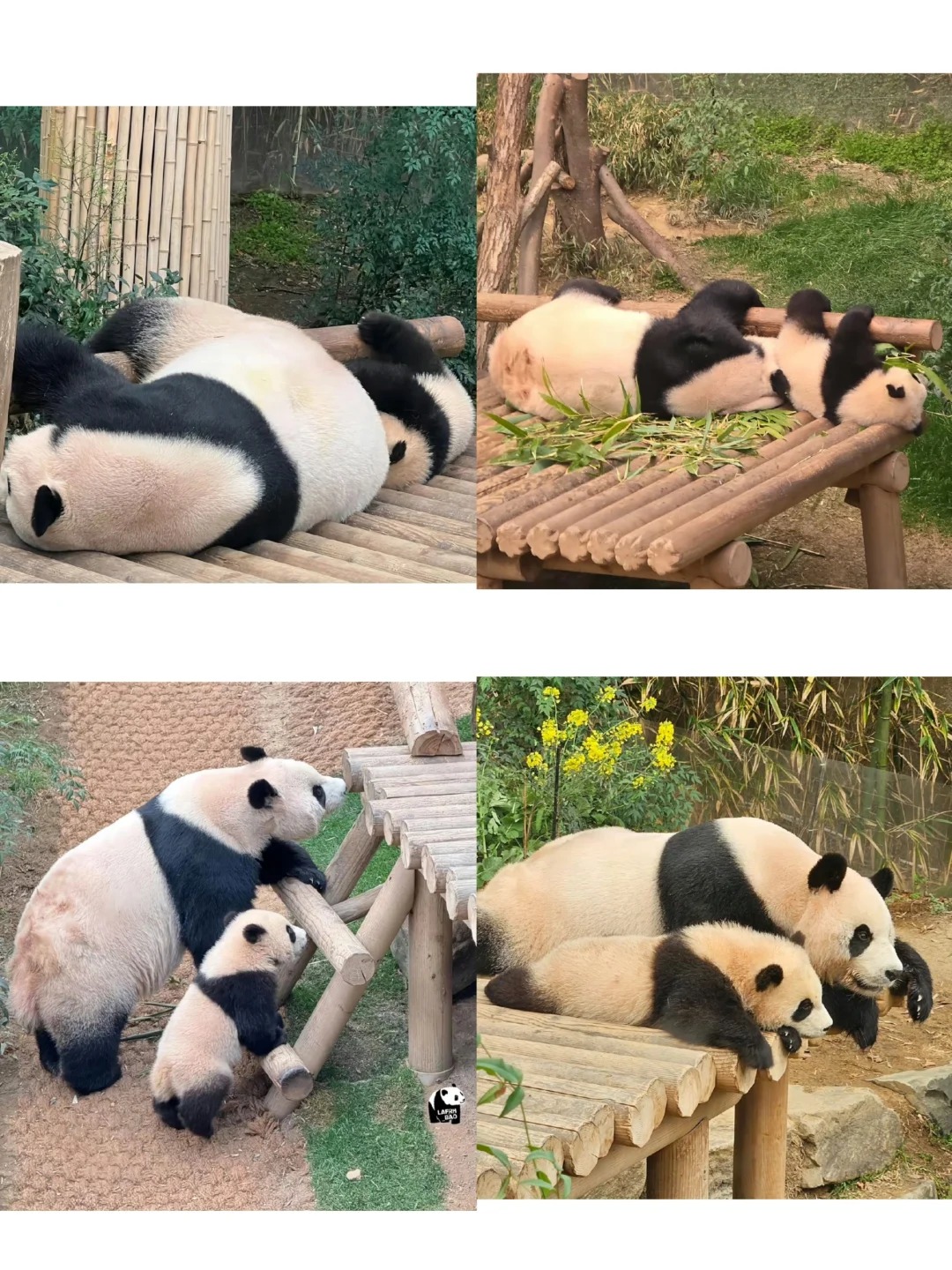 辉宝好像妈宝啊哈哈哈哈
辉宝学妈妈