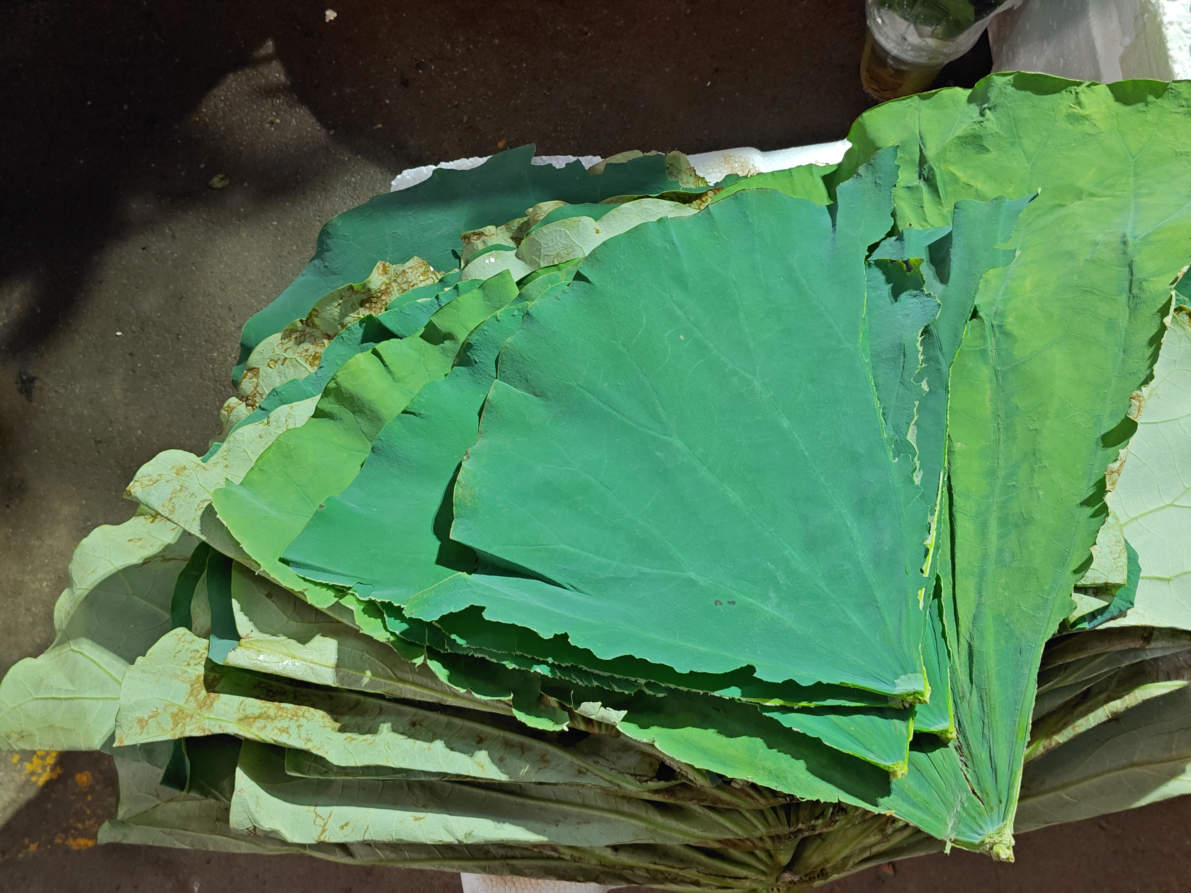 广州街市的夏天：1、新鲜荷叶，煲冬瓜薏米汤，垫底蒸田鸡，清凉绿意，2-3、白花蛇